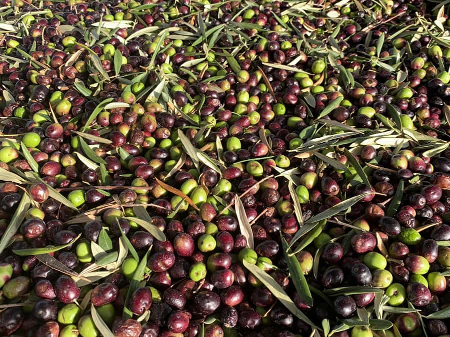 Olive Oil Factory + Wineries + Full Asado Lunch (Full Day) - Starting with olive oil at Centenario Olivícola