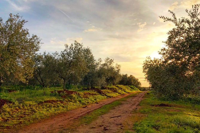 Olive Oil Farm Tour with Tasting from Seville - Guides, group size, and the feel of the visit