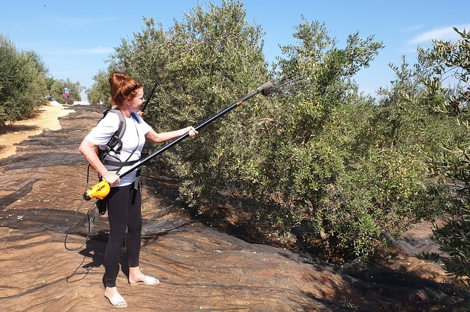 Olive Oil Farm Tour with Tasting from Seville - Who should book this olive farm visit