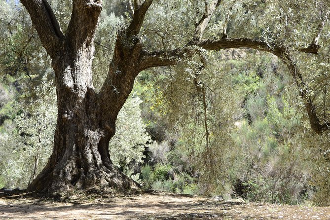 Olive Oil Farm Tour with Tasting from Seville - The morning ride from Seville