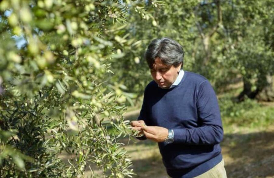 Olive Oil Mill Tour with Tasting near Molfetta & Bari - What the Molfetta Olive Mill Visit Is Really About