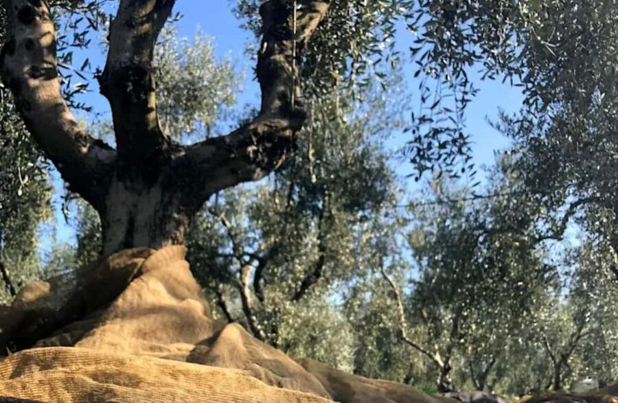 Olive Oil Mill Tour with Tasting near Molfetta & Bari - Should You Book This Olive Mill Tour?