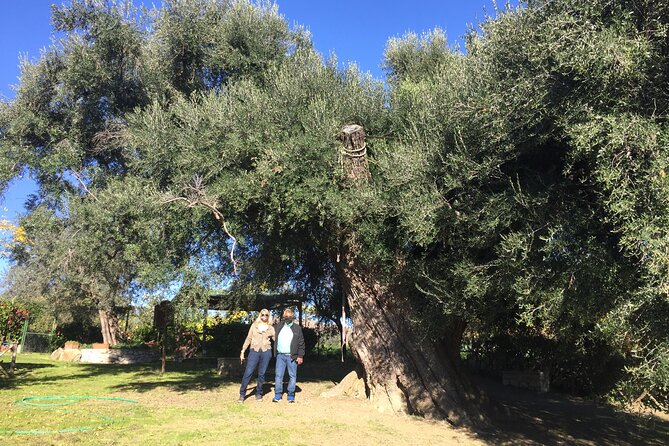 Olive Oil Private Full-Day Tour with Tasting in Valencia - Weather and cancellation details to keep in mind