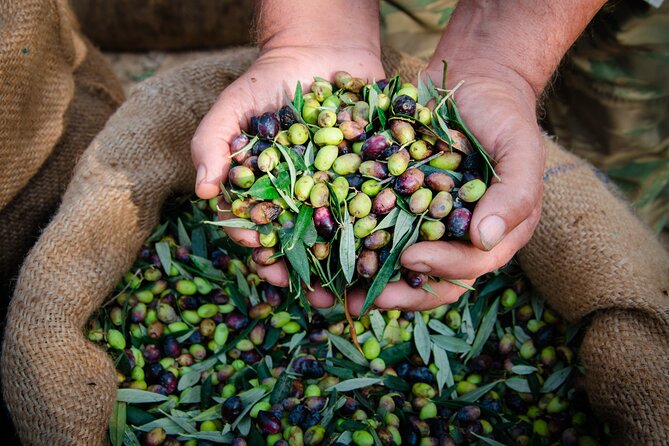 Olive Oil Private Tour in Portugal - From olive grove to bottle in four hours