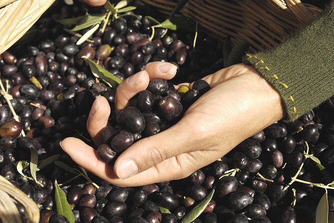 Olive Oil Private Tour in Portugal - Tasting olive oils by aroma and flavor
