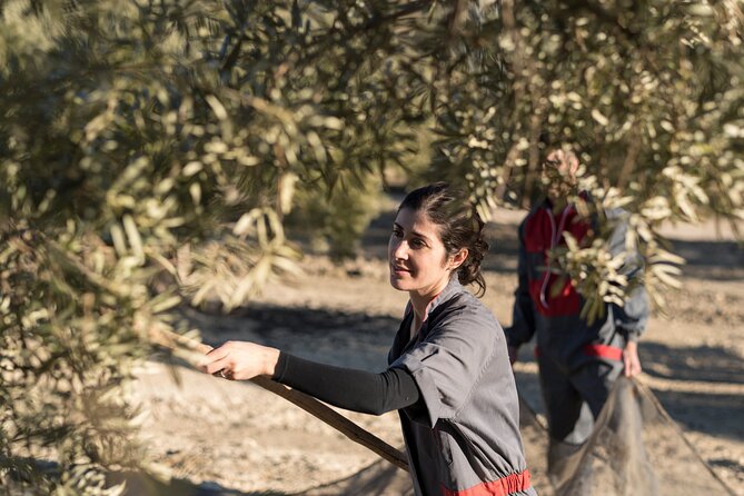 Olive Oil Private Tour in Portugal - What the $192.74 price really covers