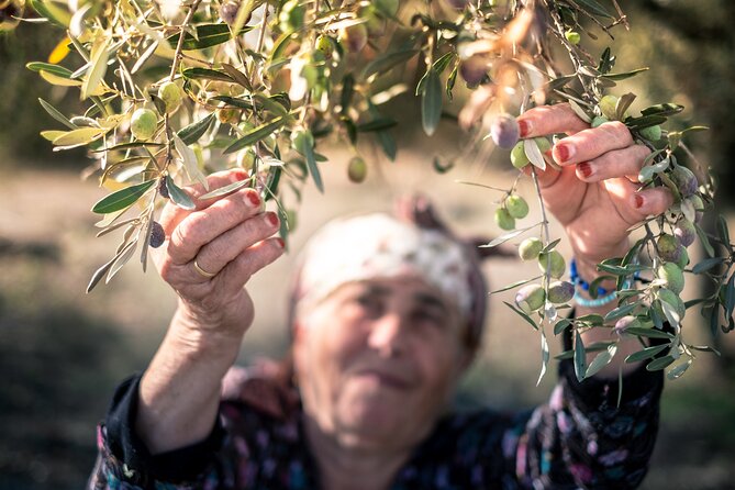 Olive Oil Private Tour in Portugal - Pickup, timing, and what to confirm