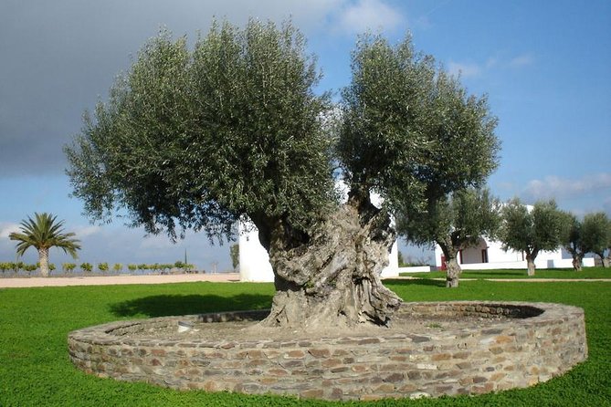Olive Oil Tasting and Culinary Day Trip in Carmona - Why this Seville day trip works