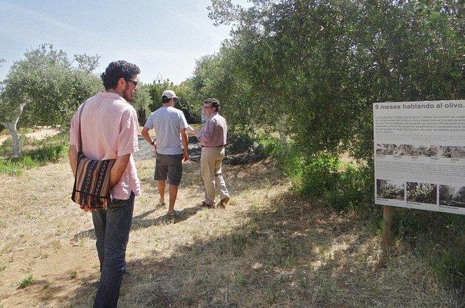 Olive Oil Tasting and Culinary Day Trip in Carmona - Lunch, tapas, and the practical food question