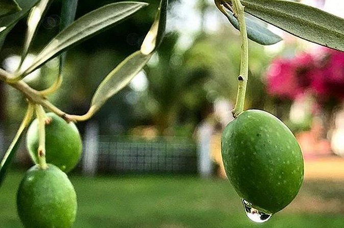 Olive Oil Tasting and Culinary Day Trip in Carmona - What the $313.35 price means