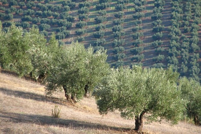 Olive Oil Tasting and Culinary Day Trip in Carmona - Who should book this experience