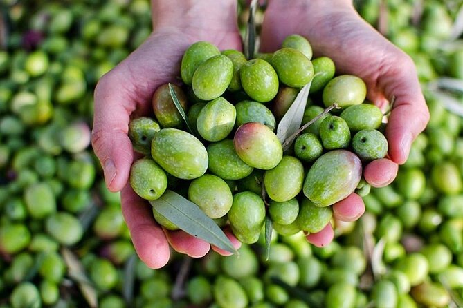 Olive Oil tasting breakfast & Tour in Cordoba - The private tasting room setting