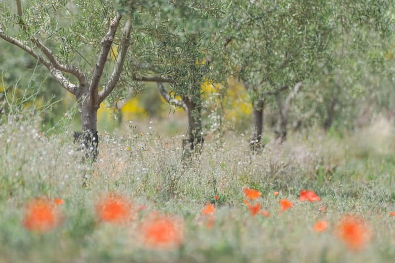Olive Oil Tasting Experience in Nicolosi - Inside the winery and oil mill