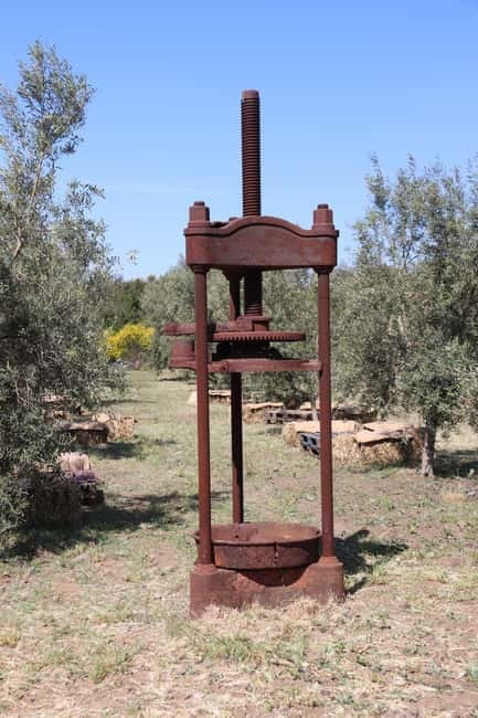 Olive Oil Tasting Experience in Nicolosi - Is $35 a fair price?