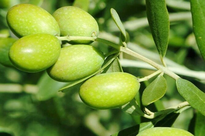 Olive Oil Tasting Farm Experience, Corinth Canal, Nafplio - The Corinth Canal: one hour beside a man-made cut