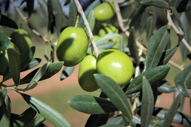 Olive Oil Tasting & Historic Olive Mill Tour in Ragusa area - Who will enjoy the one-hour format?
