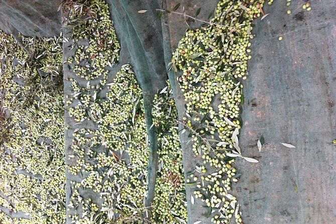Olive Oil Tasting Tour - Why this olive oil visit is worth your time