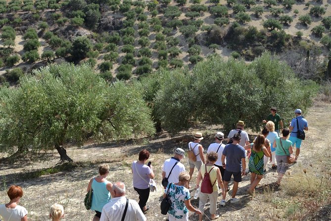 Olive Oil Tasting Tour - A private tour that keeps the pace personal