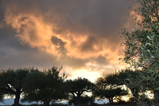 Olive Oil Tasting Tour - What the tasting tells you about value
