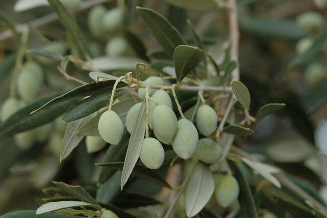 Olive Oil Tasting Tour - Who will enjoy this Cretan food experience