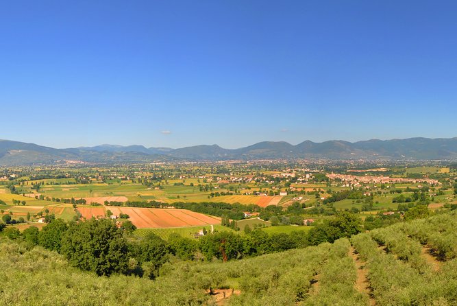 Olive Oil tasting with Olive Mill Tour in Umbria. - Walking from the olive grove to the mill