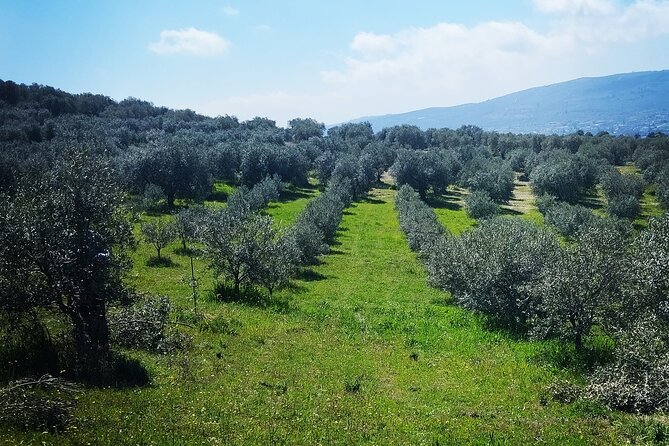 Olive oil tasting with seminar in Metagitsi - Halkidiki - What the certificate and brochure add