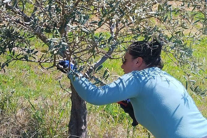 Olive oil tasting with seminar in Metagitsi - Halkidiki - Is $63.67 good value?