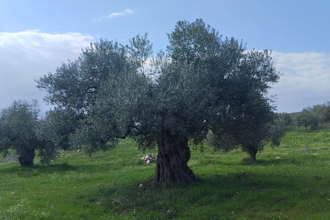 Olive oil tasting with seminar in Metagitsi - Halkidiki - Who will enjoy this workshop most?
