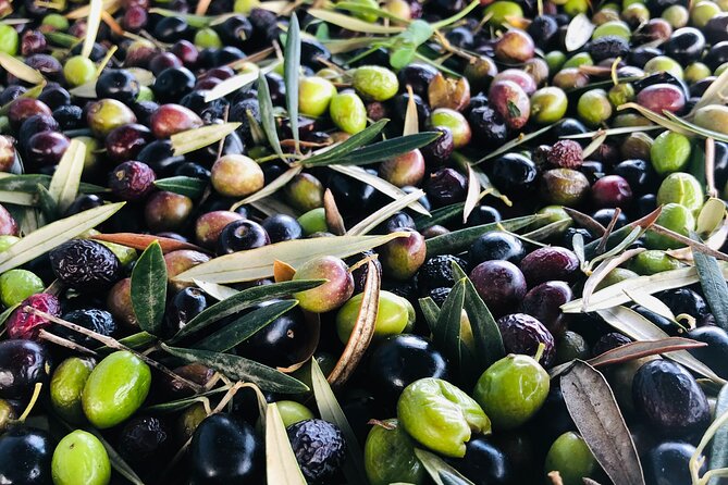 Olive Oil Tour and Tasting in Málaga - Key points to know before booking