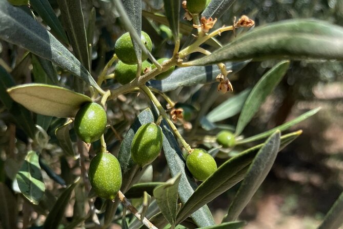 Olive Oil Tour and Tasting in Málaga - A quiet change from Málaga’s city center