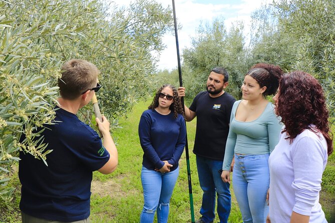 Olive Oil Tour and Tasting in Málaga - October brings hands-on olive picking