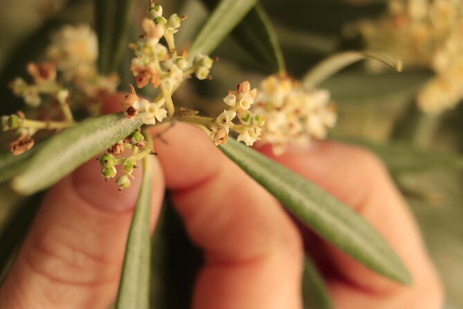 Olive Oil Tour and Tasting in Málaga - Learning how extra-virgin olive oil is rated