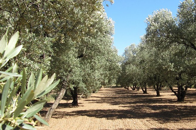 Olive Oil Tour and Visit to Belchite Old Town - Key points to know before you book