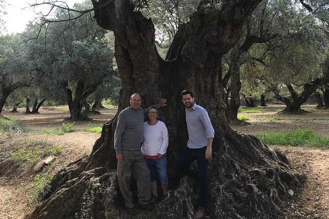 Olive Oil Tour and Visit to Belchite Old Town - What the old olive trees tell you