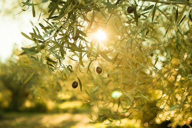 Olive Oil Tour close to Nafplio - From Nafplio to the olive groves near Lygourio