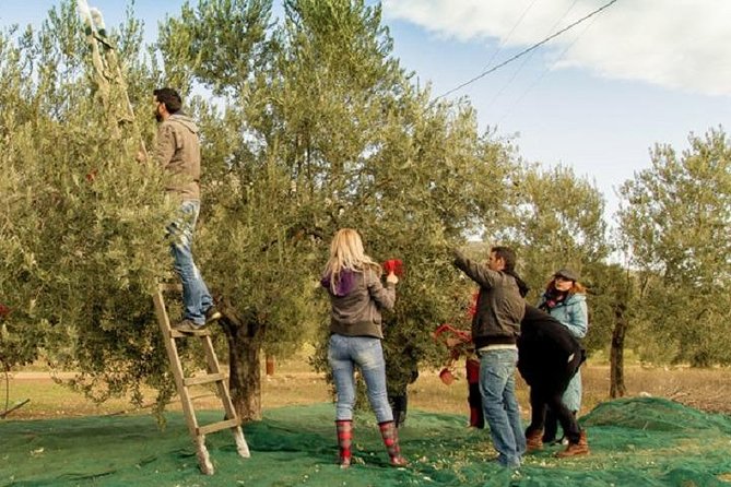 Olive Oil Tour close to Nafplio - Walking through the olive-growing area