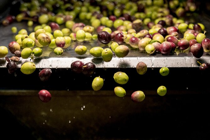 Olive Oil Tour Visit to the oil mill and olive oil tasting - Key points to know before you book