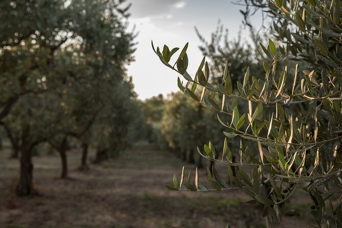 Olive Oil Tour Visit to the oil mill and olive oil tasting - Seeing how the family mill makes oil