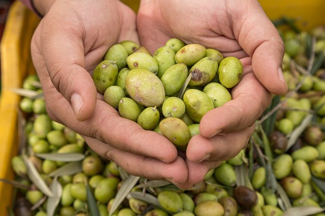 Olive Oil Tour Visit to the oil mill and olive oil tasting - Meeting Federica and Elio