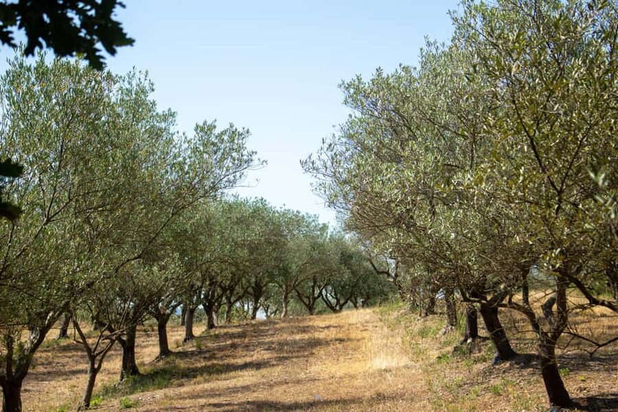 Olive oil: Visit to the olive grove, tasting - Key points at a glance