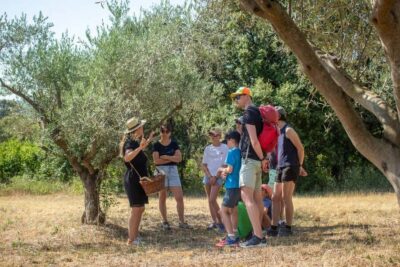 Olive oil: Visit to the olive grove, tasting