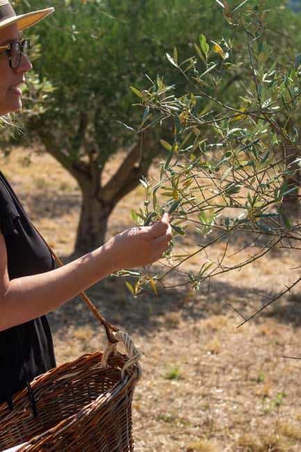 Olive oil: Visit to the olive grove, tasting - The organic extra virgin olive oil tasting
