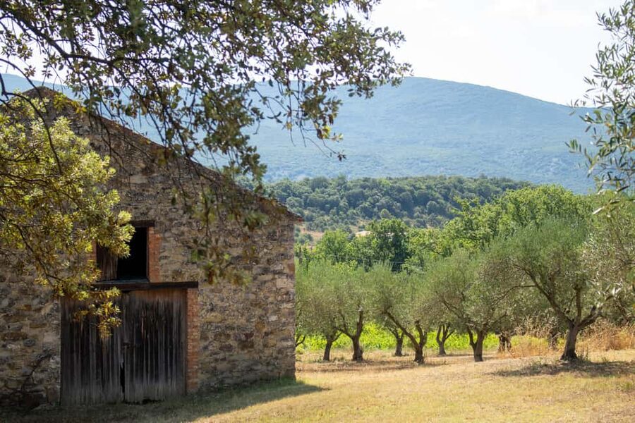 Olive oil: Visit to the olive grove, tasting - How the $8 price compares