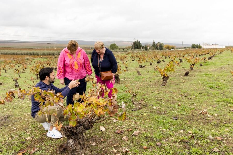 OLIVE OIL & WINE TOUR Organic fields - 5 Wines + 3Olive Oils - From Málaga to Mollina, a useful change of scene
