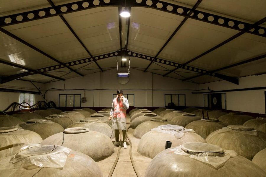 OLIVE OIL & WINE TOUR Organic fields - 5 Wines + 3Olive Oils - Inside the cooperative’s wine and oil production