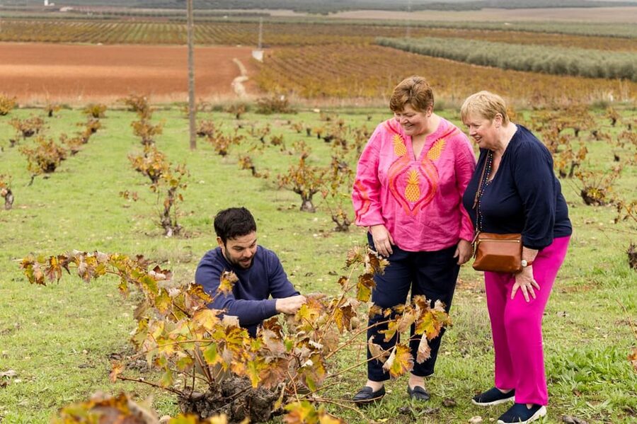 OLIVE OIL & WINE TOUR Organic fields - 5 Wines + 3Olive Oils - Tapas that turn a tasting into lunch