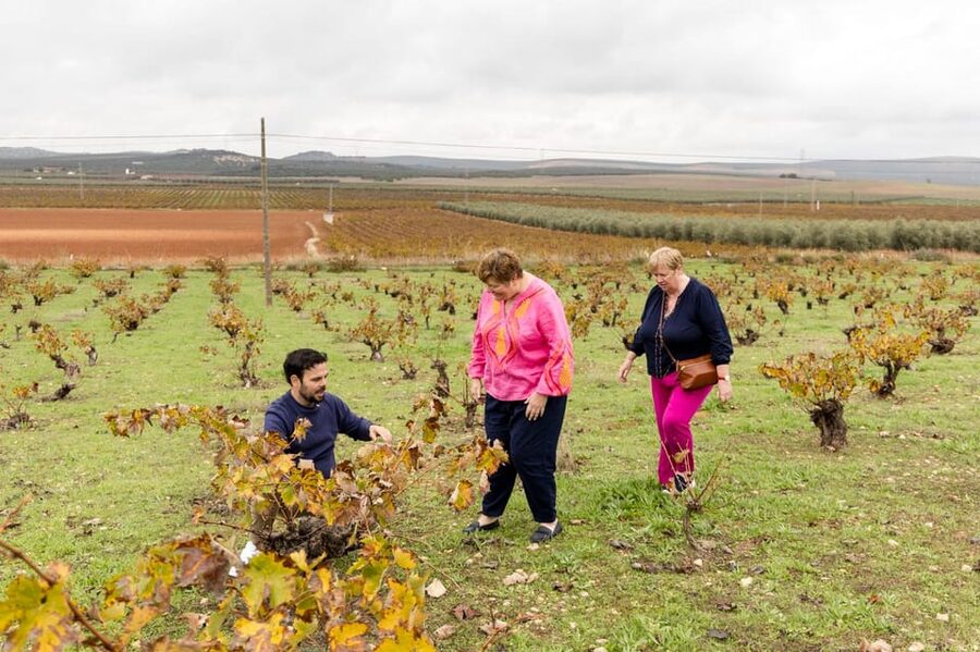 OLIVE OIL & WINE TOUR Organic fields - 5 Wines + 3Olive Oils - Should you book the Mollina wine and olive oil tour?
