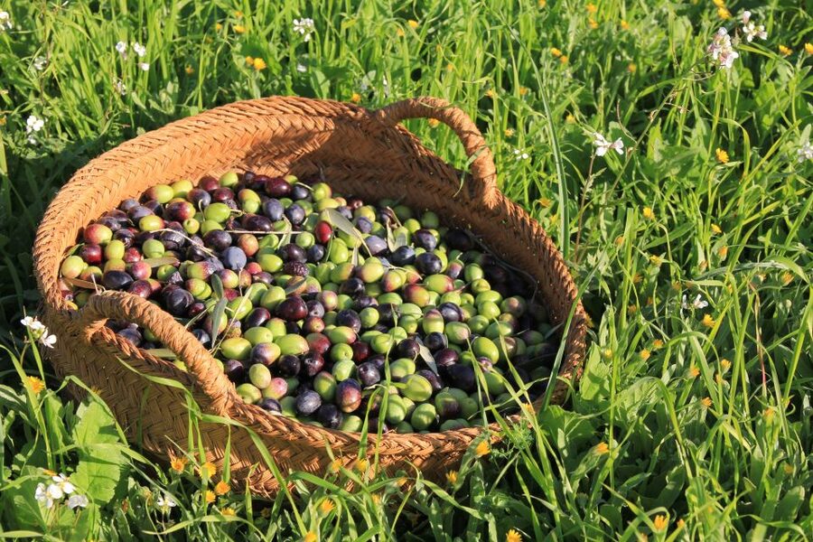 Olive plant and mill visit and tasting - Key points at a glance