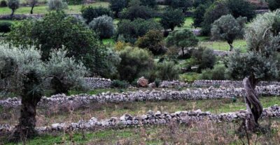 Olive plant and mill visit and tasting