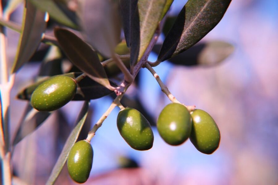 Olive plant and mill visit and tasting - A picnic built around Mallorcan flavor